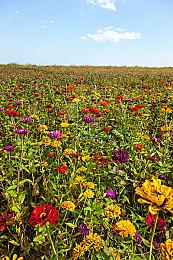 《DOTA2》梦幻联赛S20 GG 3:2 BB夺冠